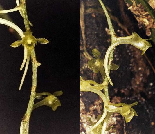 Orquídeas africanas: Universidade de Coimbra coordena descoberta de novas espécies com sistema de polinização raro orquideas africanas